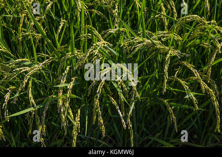 Un champ de riz mûrs pour la moisson attend à Yamato, Kanagawa, Japon. yamato n'est pas une petite ville, mais il y a encore des régions consacrées à l'agriculture - esp Banque D'Images