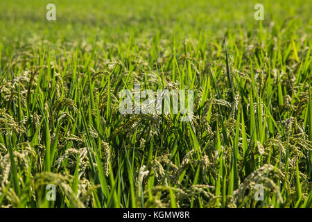 Un champ de riz mûrs pour la moisson attend à Yamato, Kanagawa, Japon. yamato n'est pas une petite ville, mais il y a encore des régions consacrées à l'agriculture - esp Banque D'Images