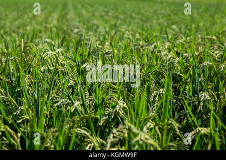 Un champ de riz mûrs pour la moisson attend à Yamato, Kanagawa, Japon. yamato n'est pas une petite ville, mais il y a encore des régions consacrées à l'agriculture Banque D'Images