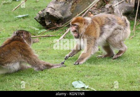 La lutte contre les macaques de Barbarie (Macaca sylvanus) en face de l'autre Banque D'Images