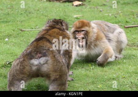 La lutte contre les macaques de Barbarie (Macaca sylvanus) en face de l'autre Banque D'Images