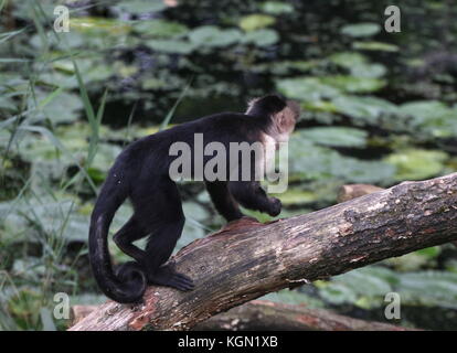 Blanc d'Amérique centrale (tête de singe capucin Cebus capucinus) traversant une rivière sur un journal. Banque D'Images