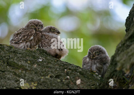 Petit hibou / Steinkauz ( Athene noctua ), les petits, les jeunes poussins, presque, à part entière, perché dans un vieux saule, la faune, l'Europe. Banque D'Images