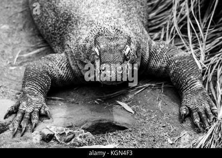 Gros plan extrême de komodo lizard en noir et blanc Banque D'Images