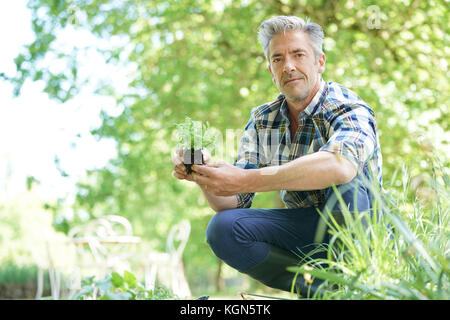 Homme mûr dans la plantation de nouvelles fleurs de jardin Banque D'Images