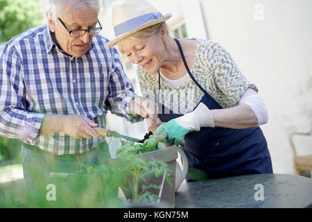 La plantation d'herbes aromatiques senior couple in pot Banque D'Images