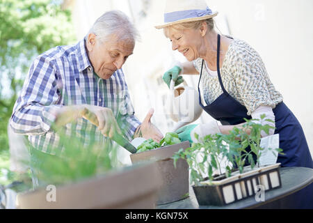 La plantation d'herbes aromatiques senior couple in pot Banque D'Images