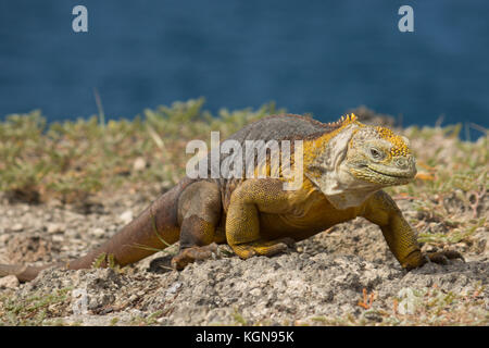 L'iguane terrestre jaune dans son environnement sur l'île de Santa Fe dans les îles Galapagos Banque D'Images