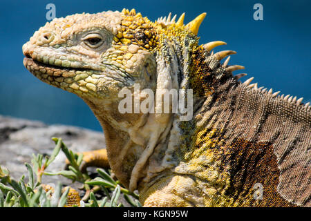 L'iguane terrestre jaune dans son environnement sur l'île de Santa Fe dans les îles Galapagos Banque D'Images