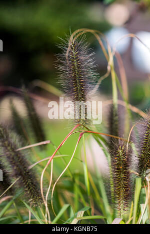 Les graminées décoratives qui fleurit dans le jardin d'été dans une belle journée ensoleillée. Banque D'Images
