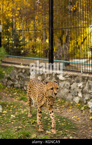 Leopard chinois du nord se reposant dans une cage de zoo Banque D'Images