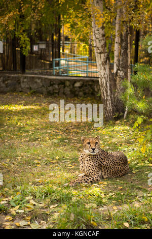 Leopard chinois du nord se reposant dans une cage de zoo Banque D'Images