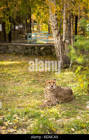 Leopard chinois du nord se reposant dans une cage de zoo Banque D'Images