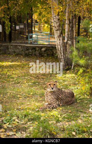 Leopard chinois du nord se reposant dans une cage de zoo Banque D'Images