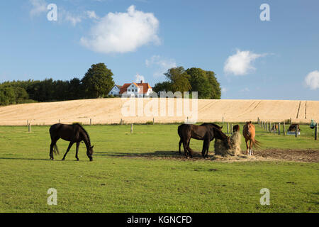 Gîte rural danois avec champ de blé et les chevaux pâturage en premier plan, Munkerup, la Nouvelle-Zélande, le Danemark, Europe Banque D'Images