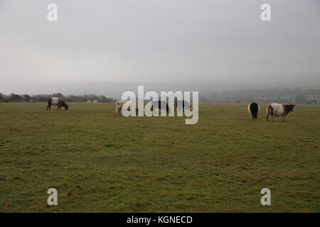 Bodmin Moor, au Royaume-Uni. Nov 9, 2017. Et gris sombre sur Bodmin Moor en Cornouailles. Bovins et moutons paissent et errent dans les maures librement. Credit : Keith Larby/Alamy Live News Banque D'Images