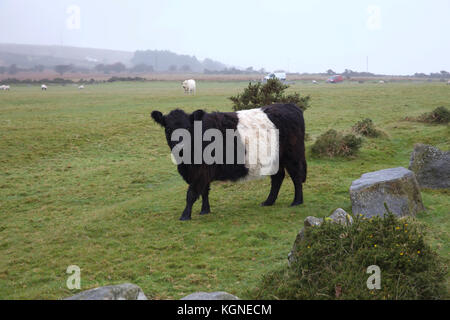 Bodmin Moor, au Royaume-Uni. Nov 9, 2017. Et gris sombre sur Bodmin Moor en Cornouailles. Bovins et moutons paissent et errent dans les maures librement. Credit : Keith Larby/Alamy Live News Banque D'Images