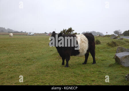 Bodmin Moor, au Royaume-Uni. Nov 9, 2017. Et gris sombre sur Bodmin Moor en Cornouailles. Bovins et moutons paissent et errent dans les maures librement. Credit : Keith Larby/Alamy Live News Banque D'Images