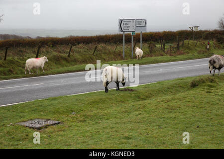 Bodmin Moor, au Royaume-Uni. Nov 9, 2017. Et gris sombre sur Bodmin Moor en Cornouailles. Bovins et moutons paissent et errent dans les maures librement. Credit : Keith Larby/Alamy Live News Banque D'Images