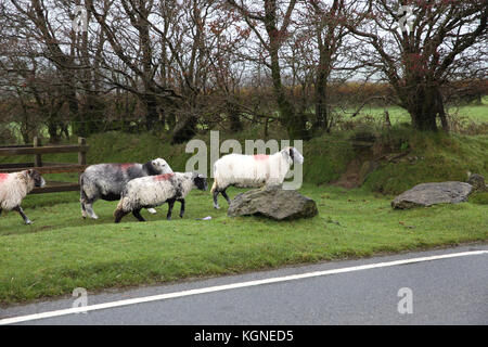 Bodmin Moor, au Royaume-Uni. Nov 9, 2017. Et gris sombre sur Bodmin Moor en Cornouailles. Bovins et moutons paissent et errent dans les maures librement. Credit : Keith Larby/Alamy Live News Banque D'Images