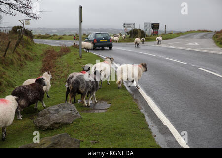 Bodmin Moor, au Royaume-Uni. Nov 9, 2017. Et gris sombre sur Bodmin Moor en Cornouailles. Bovins et moutons paissent et errent dans les maures librement. Credit : Keith Larby/Alamy Live News Banque D'Images