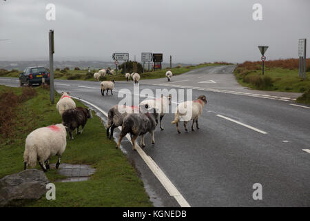 Bodmin Moor, au Royaume-Uni. Nov 9, 2017. Et gris sombre sur Bodmin Moor en Cornouailles. Bovins et moutons paissent et errent dans les maures librement. Credit : Keith Larby/Alamy Live News Banque D'Images