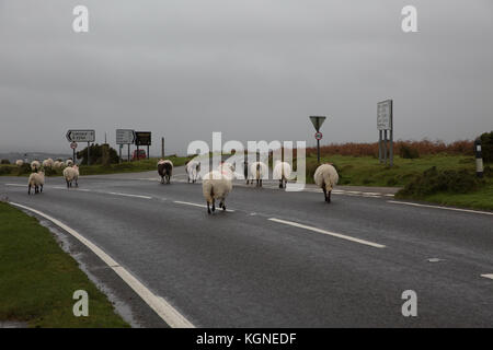 Bodmin Moor, au Royaume-Uni. Nov 9, 2017. Et gris sombre sur Bodmin Moor en Cornouailles. Bovins et moutons paissent et errent dans les maures librement. Credit : Keith Larby/Alamy Live News Banque D'Images