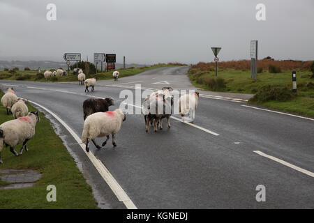 Bodmin Moor, au Royaume-Uni. Nov 9, 2017. Et gris sombre sur Bodmin Moor en Cornouailles. Bovins et moutons paissent et errent dans les maures librement. Credit : Keith Larby/Alamy Live News Banque D'Images
