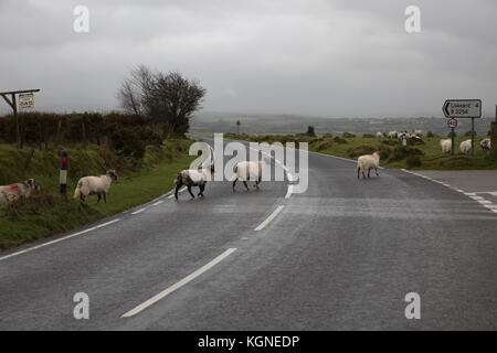 Bodmin Moor, au Royaume-Uni. Nov 9, 2017. Et gris sombre sur Bodmin Moor en Cornouailles. Bovins et moutons paissent et errent dans les maures librement. Credit : Keith Larby/Alamy Live News Banque D'Images