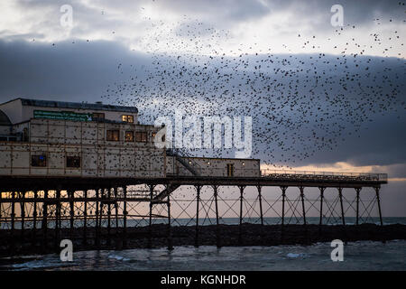 Aberystwyth, Pays de Galles, Royaume-Uni. 9 nov, 2017. uk weather : soirée sous un ciel couvert, des milliers d'étourneaux reviennent de leur territoire d'alimentation au perchoir en sécurité pour la nuit sur la jetée en bord de aberystwyth distinctif crédit photo : Keith morris/Alamy live news Banque D'Images