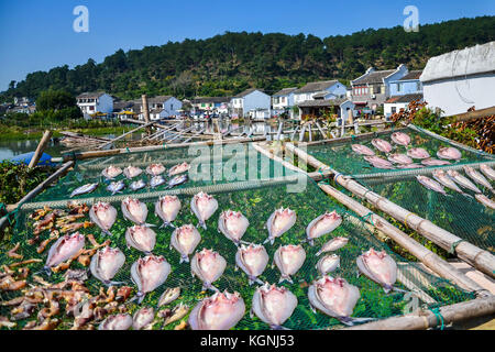 Ningbo, Chine. 9 nov, 2017. air-poisson sec est une sorte d'aliments traditionnels à Ningbo, province de Zhejiang en Chine de l'Est. les villageois en général de l'air le poisson à l'extérieur au début de l'hiver. crédit : l'Asie sipa/zuma/Alamy fil live news Banque D'Images