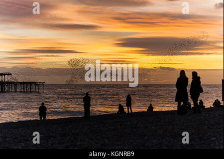 Brighton, Sussex. 10 Nov, 2017. Météo britannique. Coucher du soleil à la fin d'une journée ensoleillée et doux sur la côte du Sussex où un troupeau de milliers d'étourneaux mis sur un écran au-dessus murmuration abandonnés de Brighton West Pier comme spectateurs regarder sur. Les oiseaux sont de retour après un été aussi loin loin que la Scandinavie, et au cours de l'hiver au Royaume-Uni, dormir sous la Brighton piers par nuit, et d'alimentation sur les Dunes et terres agricoles avoisinantes au cours de la journée. Credit : Francesca Moore/Alamy Live News Banque D'Images