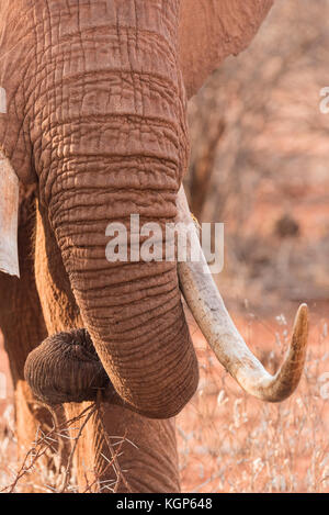 Portrait d'un Africain d'éléphant et le brosme Banque D'Images