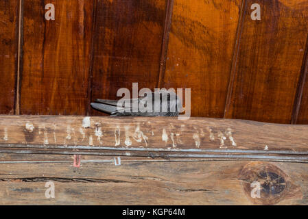 Un peu de repos (Swift Apus affinis) Banque D'Images