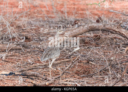 Outarde à ventre blanc femelle (Eupodotis senegalensis) Banque D'Images