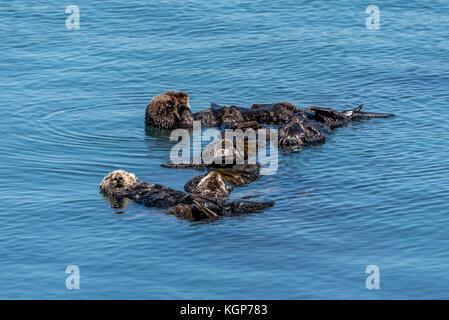 Un groupe de loutres de mer de Californie brune dormir ou 'rafting' où ils dorment ensemble reliés les uns aux autres dans l'eau à Morro Bay, en Californie. Banque D'Images