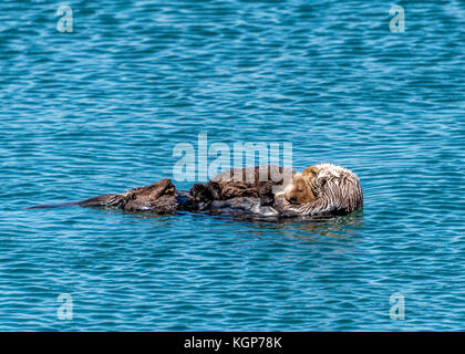 Morro Bay Avec Un Bebe Et La Mere Loutre De Mer Qui Flotte Sur Le Dos Photo Stock Alamy