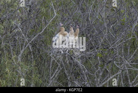 Des oisillons, Anhinga Anhinga anhinga, dans le nid, Everglades, en Floride. Banque D'Images