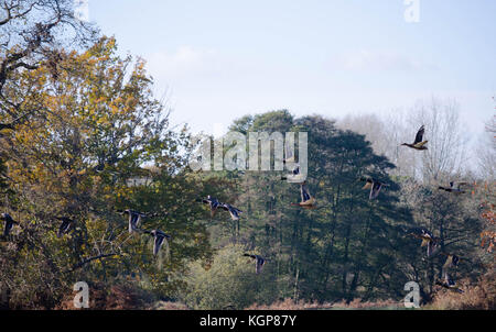 Les canards colverts en automne Banque D'Images