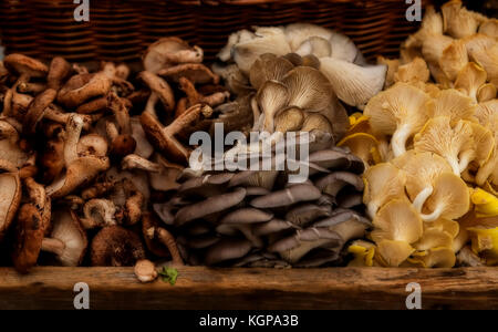 Champignons frais récoltés dans un panier - shiitake, Oyster et chanterelle. faible profondeur de champ Banque D'Images