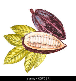 Ensemble d'illustration botanique. aquarelle collection fruits cacao isolé sur fond blanc. à la main les plantes exotiques de cacao Banque D'Images