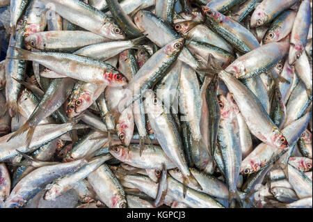 Israël, Akko (Acre) - 9 octobre 2017 : Fruits de mer vendus au bazar turc à Akko. Banque D'Images