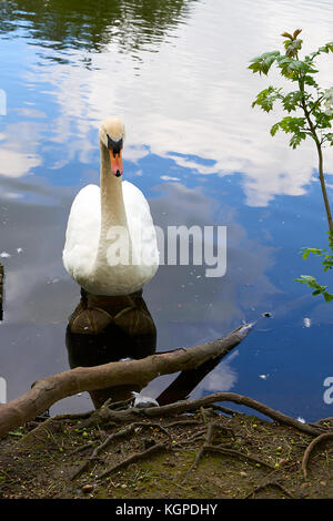 Mute Swan (Cygnus olor) dans un lac à Hampstead Heath, Londres, Angleterre Banque D'Images