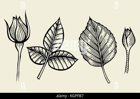 Collection Jeu de roses, fleur, feuilles. vector illustration noir et beige Illustration de Vecteur