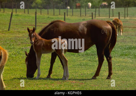 MARE AVEC POULAIN DANS LES PÂTURAGES, À L'UNIVERSITÉ DE GEORGIA'S HORSE PROGRAMME, ATHENS, GA Banque D'Images