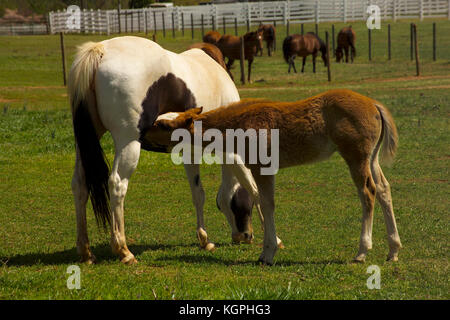 MARE AVEC POULAIN DANS LES PÂTURAGES, À L'UNIVERSITÉ DE GEORGIA'S HORSE PROGRAMME, ATHENS, GA Banque D'Images