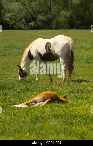 MARE POULAIN ET PERMANENT DANS LES PÂTURAGES, POSE À L'UNIVERSITÉ DE GEORGIA'S HORSE PROGRAMME, ATHENS, GA Banque D'Images