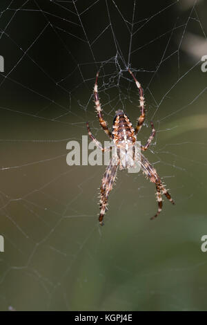 Garten-Kreuzspinne Gartenkreuzspinne Kreuzspinne,, Gemeine lauert in Ihrem Netz, Radnetz Araneus diadematus, croix, orbweaver, araignée des jardins, Banque D'Images