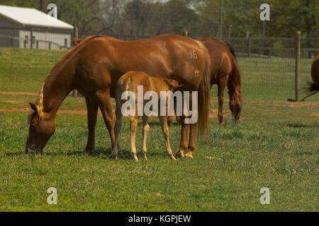 Soins infirmiers DANS LES PÂTURAGES MARE POULAIN, À L'UNIVERSITÉ DE GEORGIA'S HORSE PROGRAMME, ATHENS, GA Banque D'Images