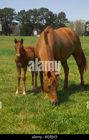 MARE AVEC POULAIN DANS LES PÂTURAGES, À L'UNIVERSITÉ DE GEORGIA'S HORSE PROGRAMME, ATHENS, GA Banque D'Images